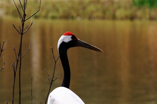 鹤顶红是什么毒药?和丹顶鹤有什么关系? 鹤顶红是什么毒药?和丹顶鹤有什么关系?