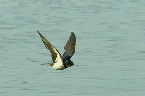 江左三大家是谁? 江左三大家是谁?