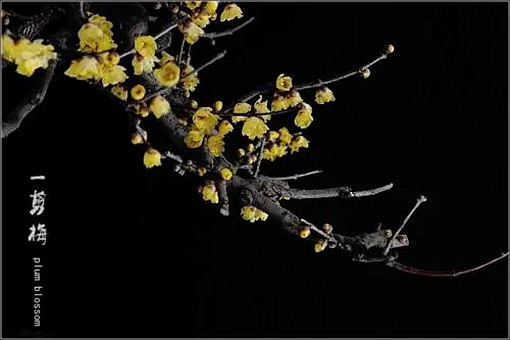 词牌名一剪梅究竟是谁发明的?是周邦彦还是李清照?