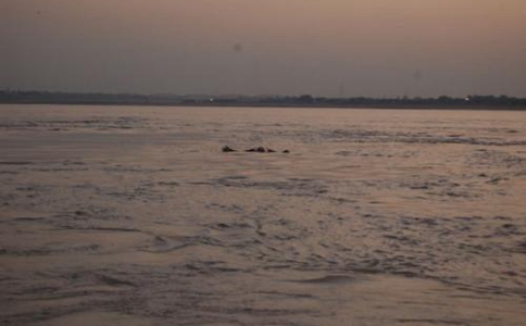 恒河浮尸里面的尸体到底从哪里来的?都是哪些人? 恒河浮尸里面的尸体到底从哪里来的?都是哪些人?