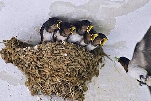 黄口小儿中黄口原意指的是什么