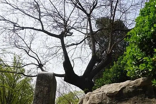 明朝崇祯皇帝吊死在什么山 崇祯自尽在景山的哪里