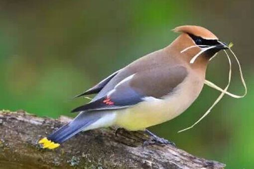 衔环结草是什么意思 衔环结草的故事 衔环结草是什么意思 衔环结草的故事