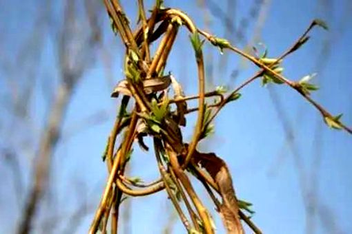 衔环结草是什么意思 衔环结草的故事 衔环结草是什么意思 衔环结草的故事