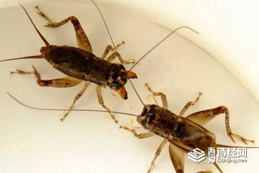 朱瞻基为什么被称之为蟋蟀皇帝