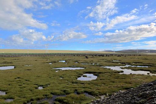 黄河源头为何不能靠近 黄河之源在哪里 黄河源头为何不能靠近 黄河之源在哪里