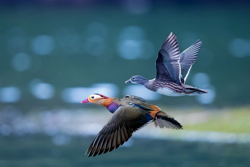 比翼鸟指什么鸟?比翼鸟有哪些寓意? 比翼鸟指什么鸟?比翼鸟有哪些寓意?