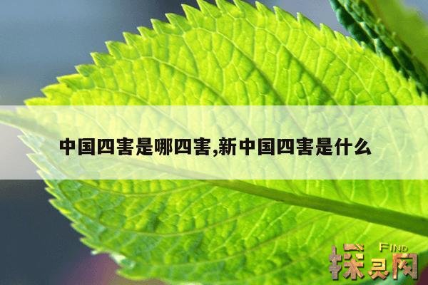 中国四害是哪四害,新中国四害是什么