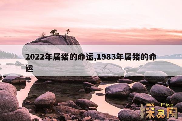 2022年属猪的命运,2022年属猪的命运怎么样