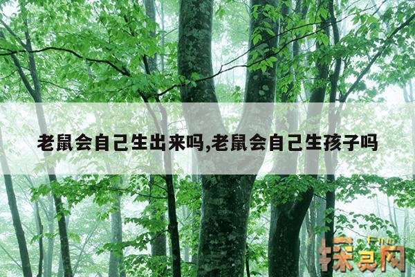 老鼠会自己生出来吗,老鼠会自己生孩子吗