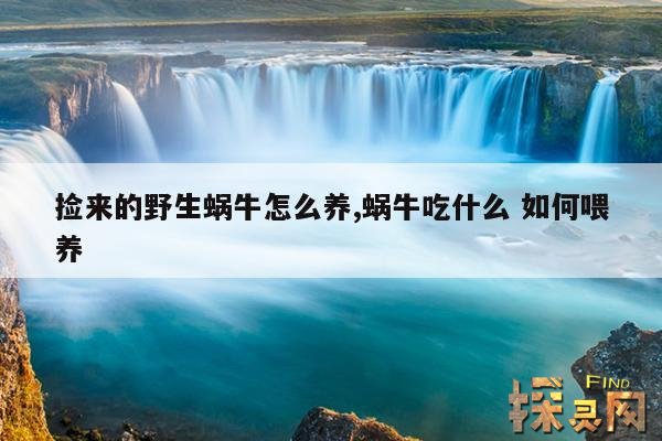 捡来的野生蜗牛怎么养,蜗牛吃什么 如何喂养