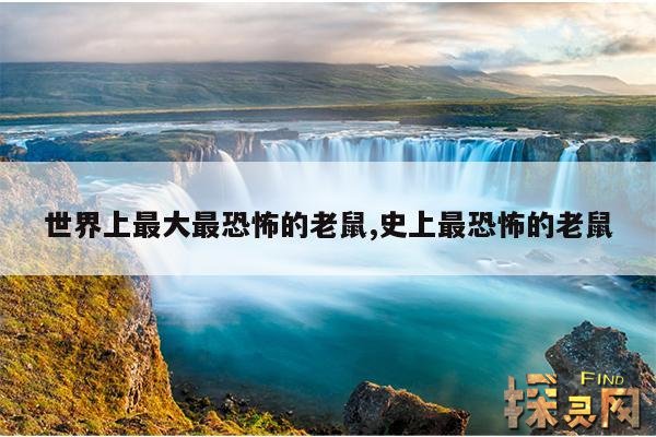 世界上最大最恐怖的老鼠,史上最恐怖的老鼠