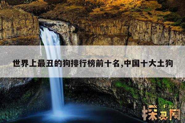 世界上最丑的狗排行榜前十名,中国十大土狗