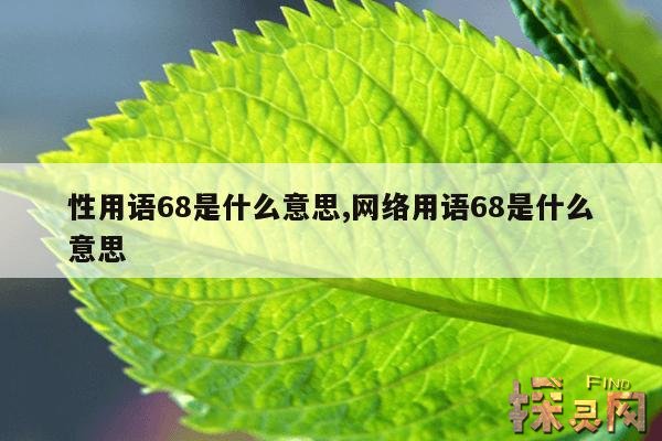 性用语68是什么意思,网络用语68是什么意思