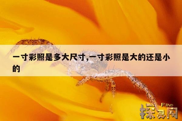 一寸彩照是多大尺寸,一寸彩照是大的还是小的