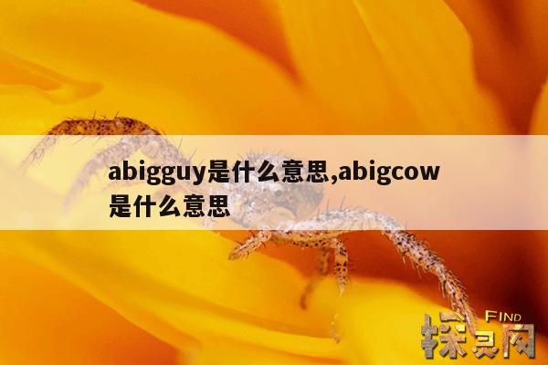abigguy是什么意思,abigcow是什么意思