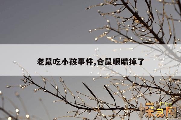 老鼠吃小孩事件,仓鼠眼睛掉了