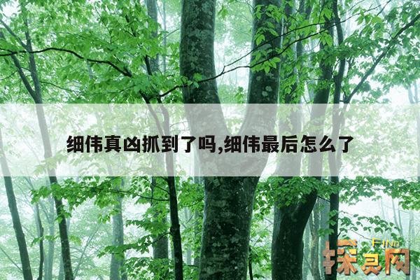 细伟真凶抓到了吗,细伟最后怎么了