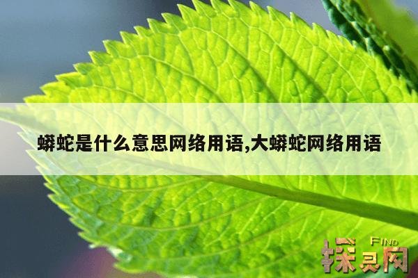 蟒蛇是什么意思网络用语,大蟒蛇网络用语