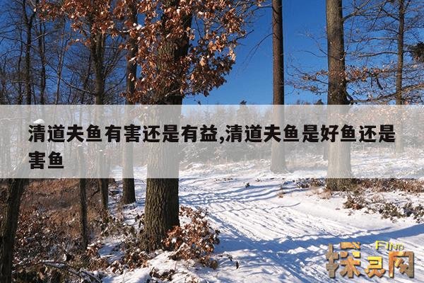 清道夫鱼有害还是有益,清道夫鱼是好鱼还是害鱼