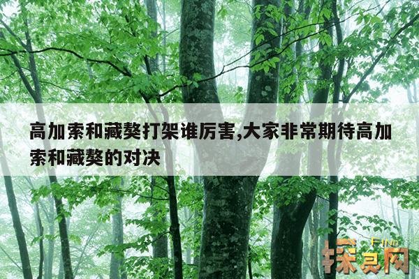 高加索和藏獒打架谁厉害,大家非常期待高加索和藏獒的对决
