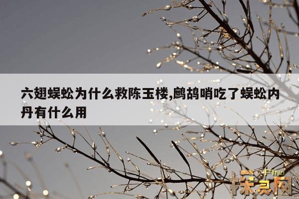 六翅蜈蚣为什么救陈玉楼,六翅蜈蚣第几集出现