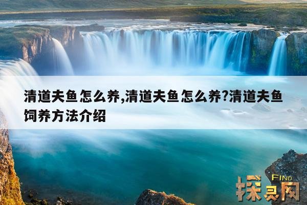 清道夫鱼怎么养,清道夫鱼怎么养?清道夫鱼饲养方法介绍