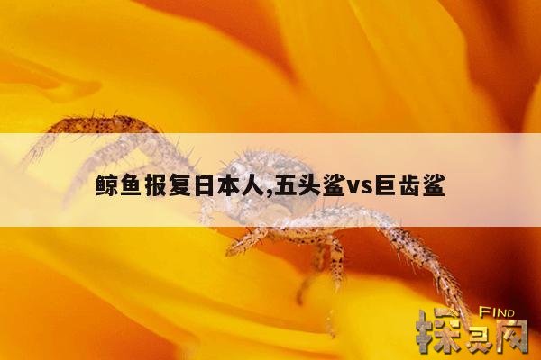 鲸鱼报复日本人,五头鲨vs巨齿鲨