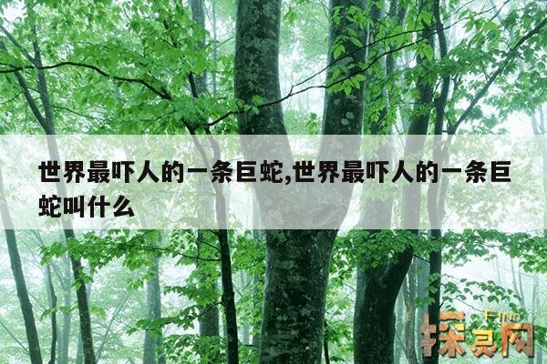 世界最吓人的一条巨蛇,世界最吓人的一条巨蛇叫什么