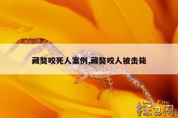 藏獒咬死人案例,藏獒咬人被击毙