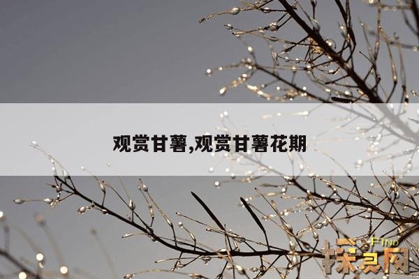 观赏甘薯,观赏甘薯花期