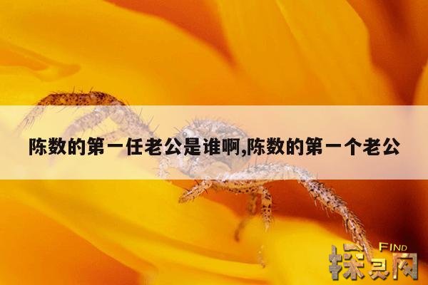 陈数的第一任老公是谁啊,陈数的第一个老公