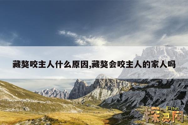 藏獒咬主人什么原因,藏獒会咬主人的家人吗