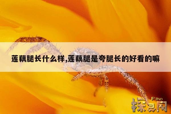 莲藕腿长什么样,莲藕腿是夸腿长的好看的嘛