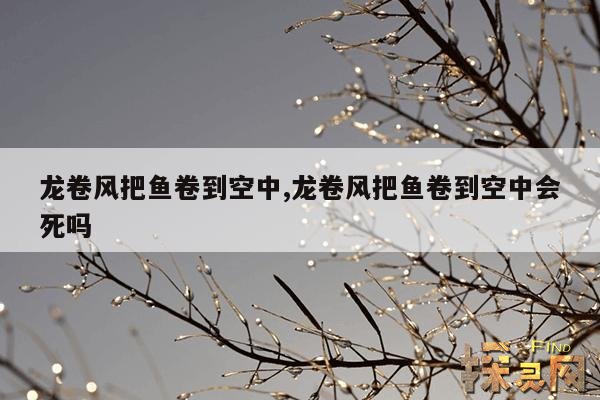 龙卷风把鱼卷到空中,龙卷风把鱼卷到空中会死吗