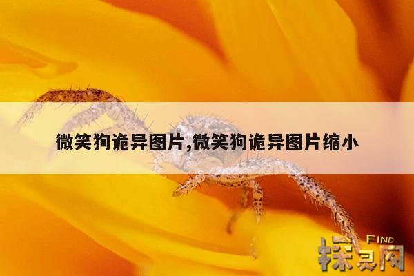 微笑狗诡异图片,微笑狗恐怖图片:微笑狗事件原图与真相-参考之家