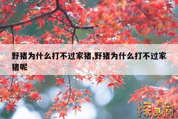 野猪为什么打不过家猪,野猪为什么打不过家猪呢