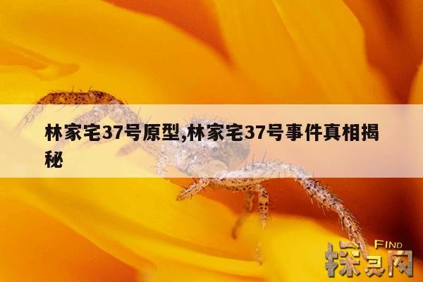 林家宅37号原型,林家宅37号事件真相揭秘