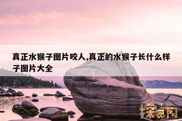 真正水猴子图片咬人,真正的水猴子长什么样子图片大全