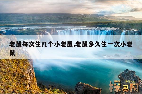 老鼠每次生几个小老鼠,老鼠多久生一次小老鼠