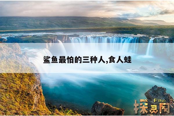 鲨鱼最怕的三种人,食人蛙