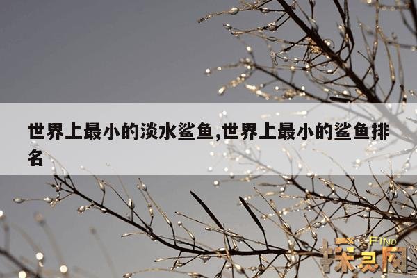 世界上最小的淡水鲨鱼,世界上最小的鲨鱼排名