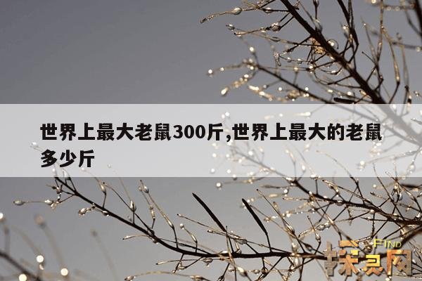 世界上最大老鼠300斤,世界上最大的老鼠多少斤
