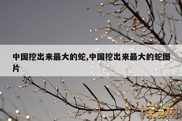 中国挖出来最大的蛇,中国挖出来最大的蛇图片