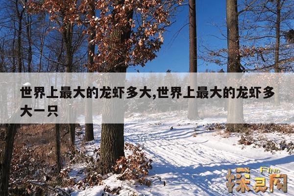 世界上最大的龙虾多大,世界上最大的龙虾多大一只