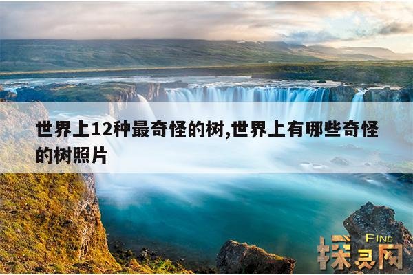 世界上12种最奇怪的树,世界上12种最奇怪的树是什么