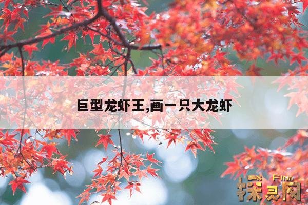 巨型龙虾王,画一只大龙虾