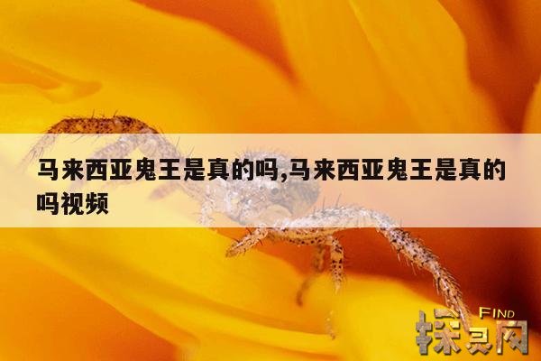 马来西亚鬼王是真的吗,马来西亚鬼王是真的吗视频