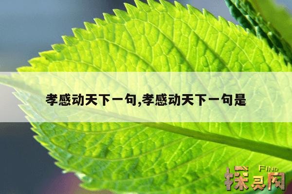 孝感动天下一句,孝感动天的意思是什么?