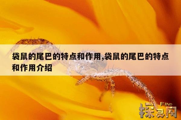 袋鼠的尾巴的特点和作用,袋鼠的尾巴的特点和作用介绍